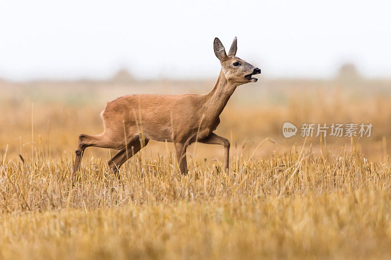 鹿(学名:Capreolus Capreolus)